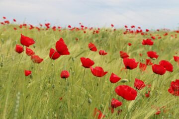 Ein Feld mit blühenden Mohnblumen verdeutlicht den Begriff der regenerativen Wirtschaft