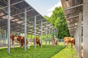 Rinder grasen unter den Agri-PV-Paneelen, die Sonne scheint